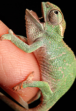 Camaleón en un dedo