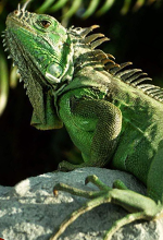 Iguana verde