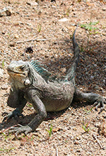 Iguana del desierto