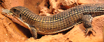 Imagen de lagarto alimentándose