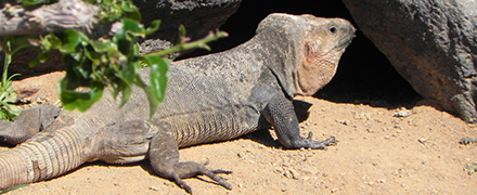 Imagen del lagarto gigante del Hierro