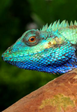 Nuevo lagarto en Vietnam